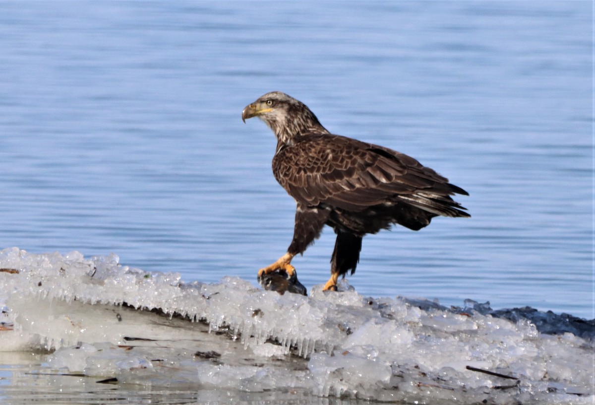 Bald Eagle - ML614863421