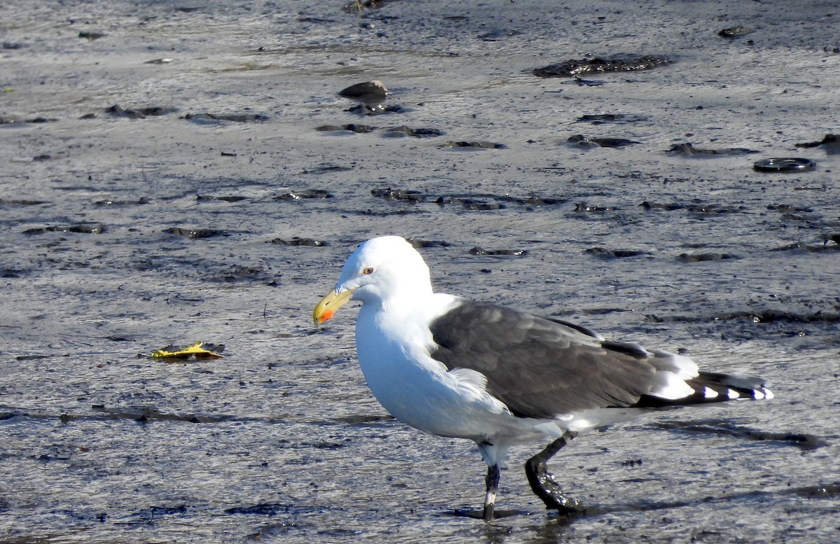 Great Black-backed Gull - ML614863423