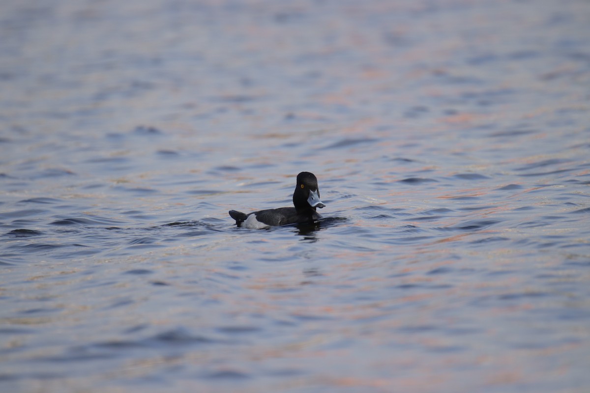 Ring-necked Duck x scaup sp. (hybrid) - ML614863442