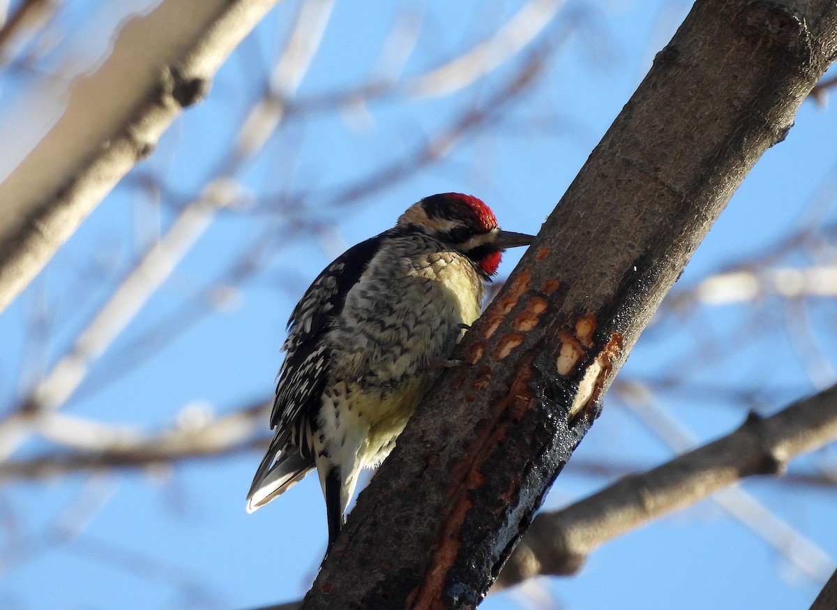 Yellow-bellied Sapsucker - ML614863460