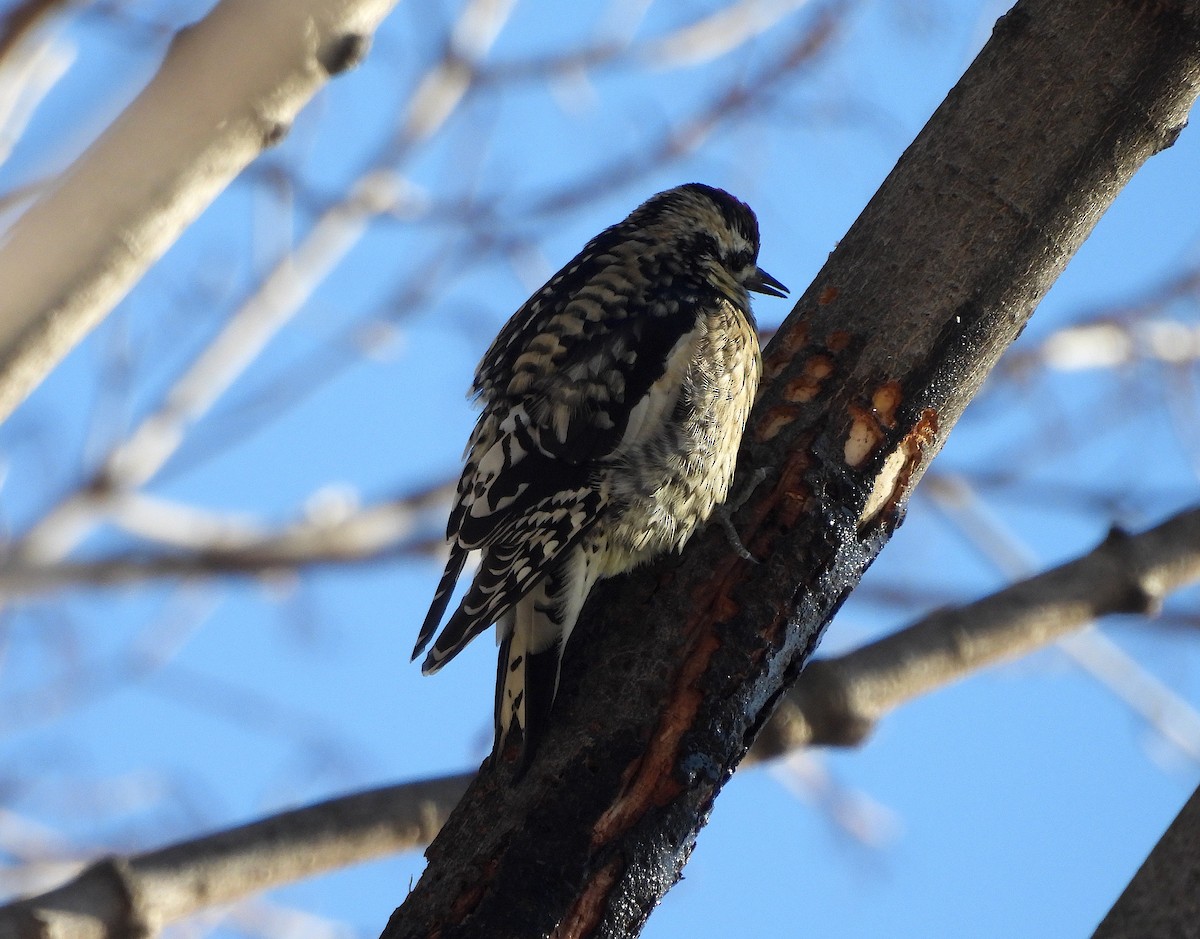 Yellow-bellied Sapsucker - ML614863461