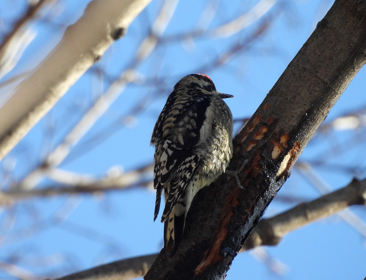 Yellow-bellied Sapsucker - ML614863462