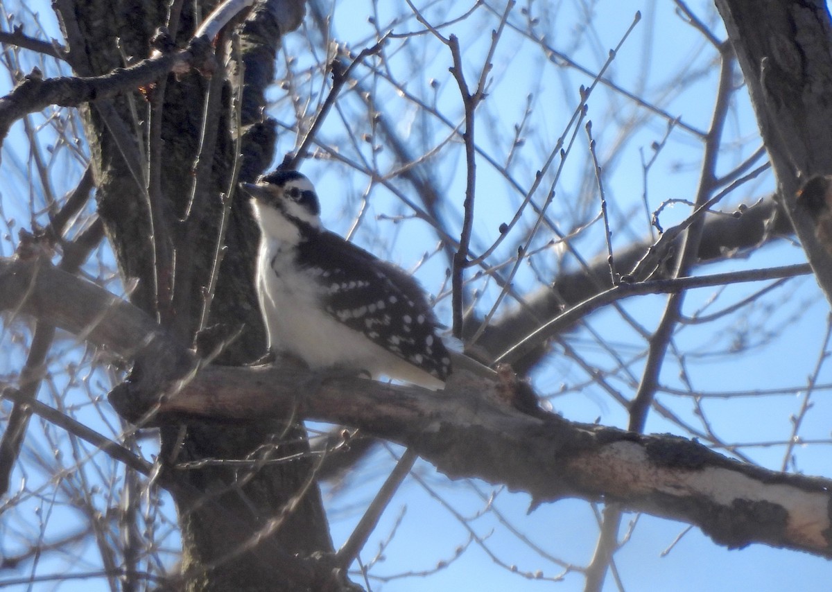 Hairy Woodpecker (Eastern) - ML614863468