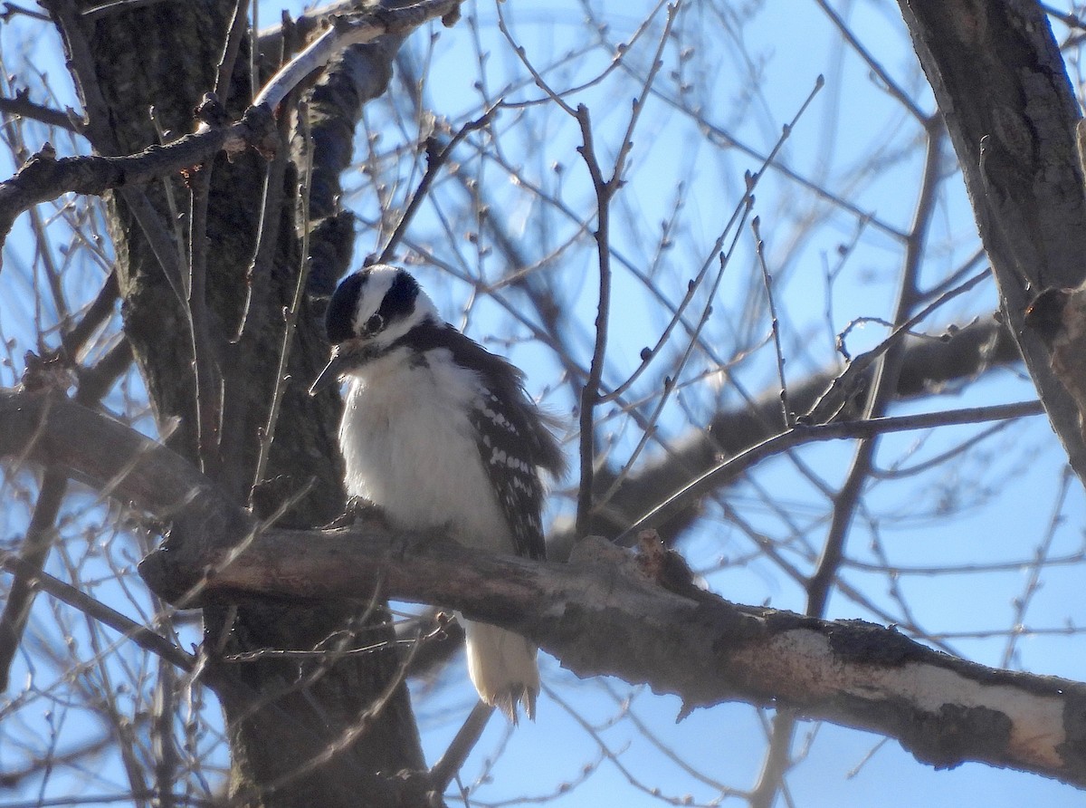 Hairy Woodpecker (Eastern) - ML614863469