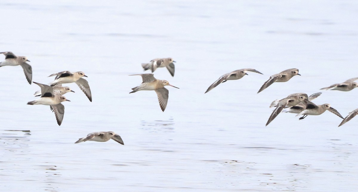 Bar-tailed Godwit (European) - ML614863482