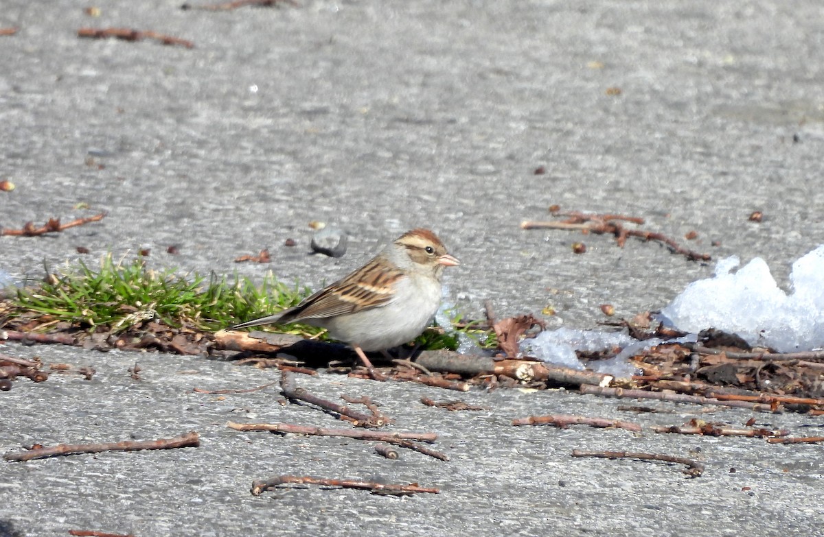 Chipping Sparrow - ML614863493