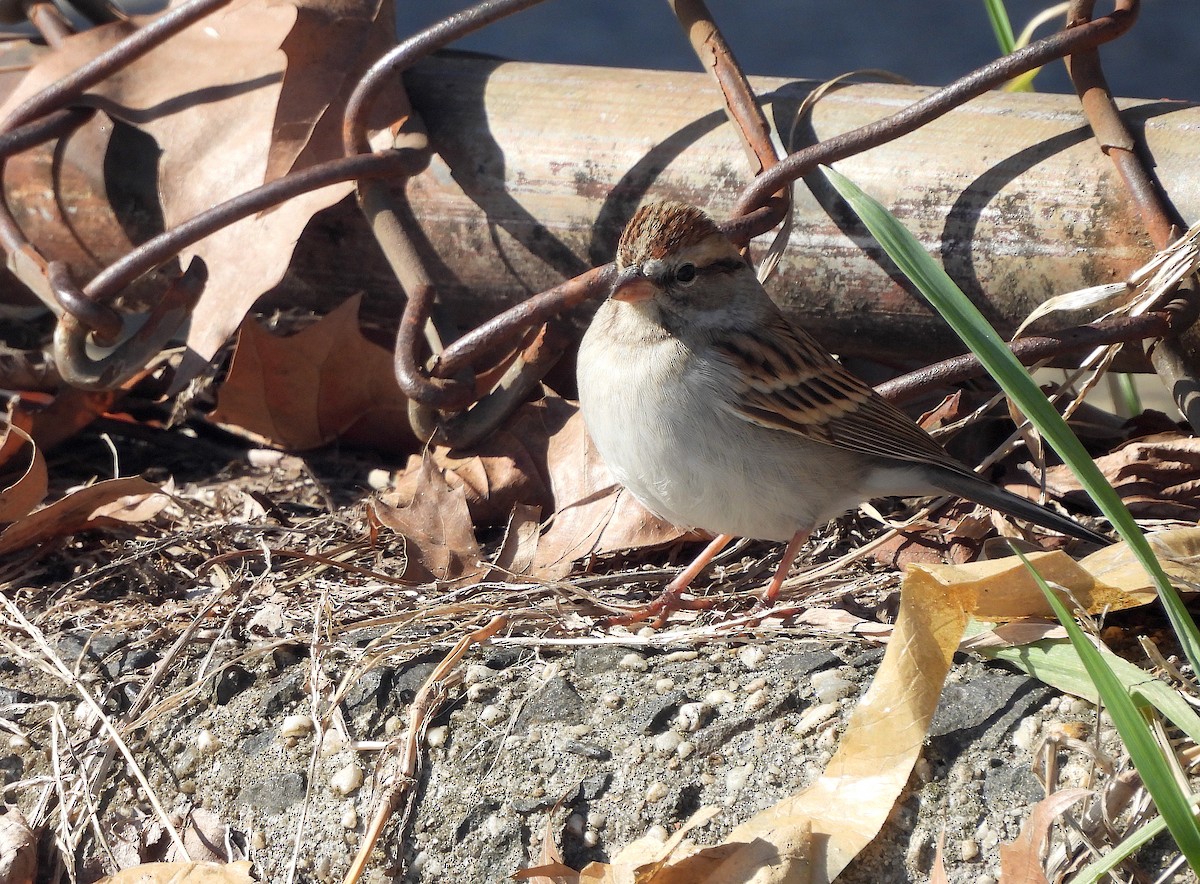 Chipping Sparrow - ML614863494
