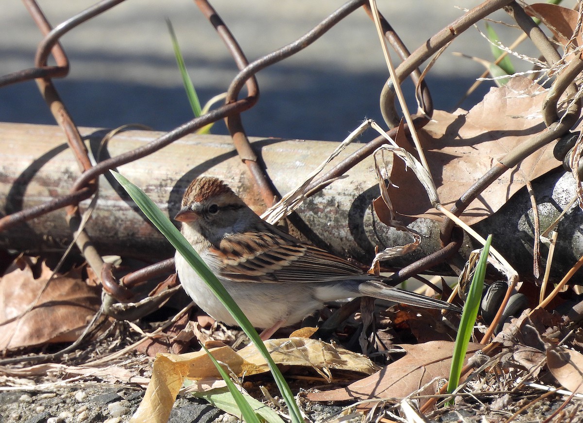 Chipping Sparrow - ML614863496