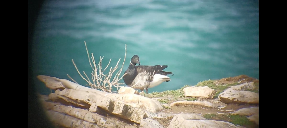 Brant (Atlantic) - ML614863580