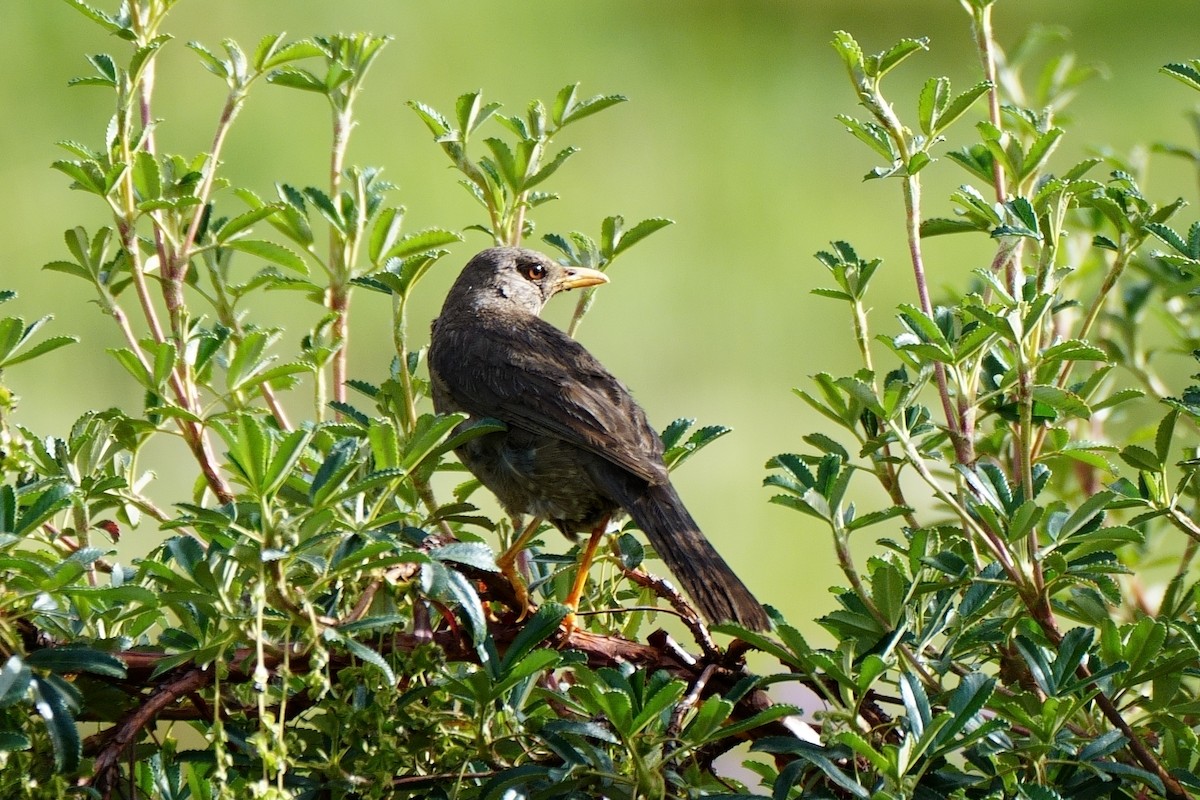 Chiguanco Thrush - John Sanchez