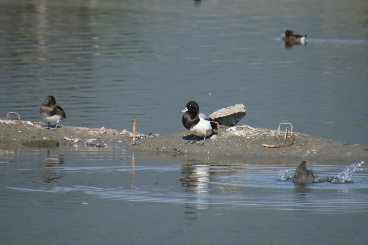 Greater Scaup - ML614863656