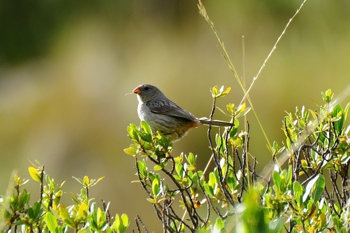 Plain-colored Seedeater - ML614863879