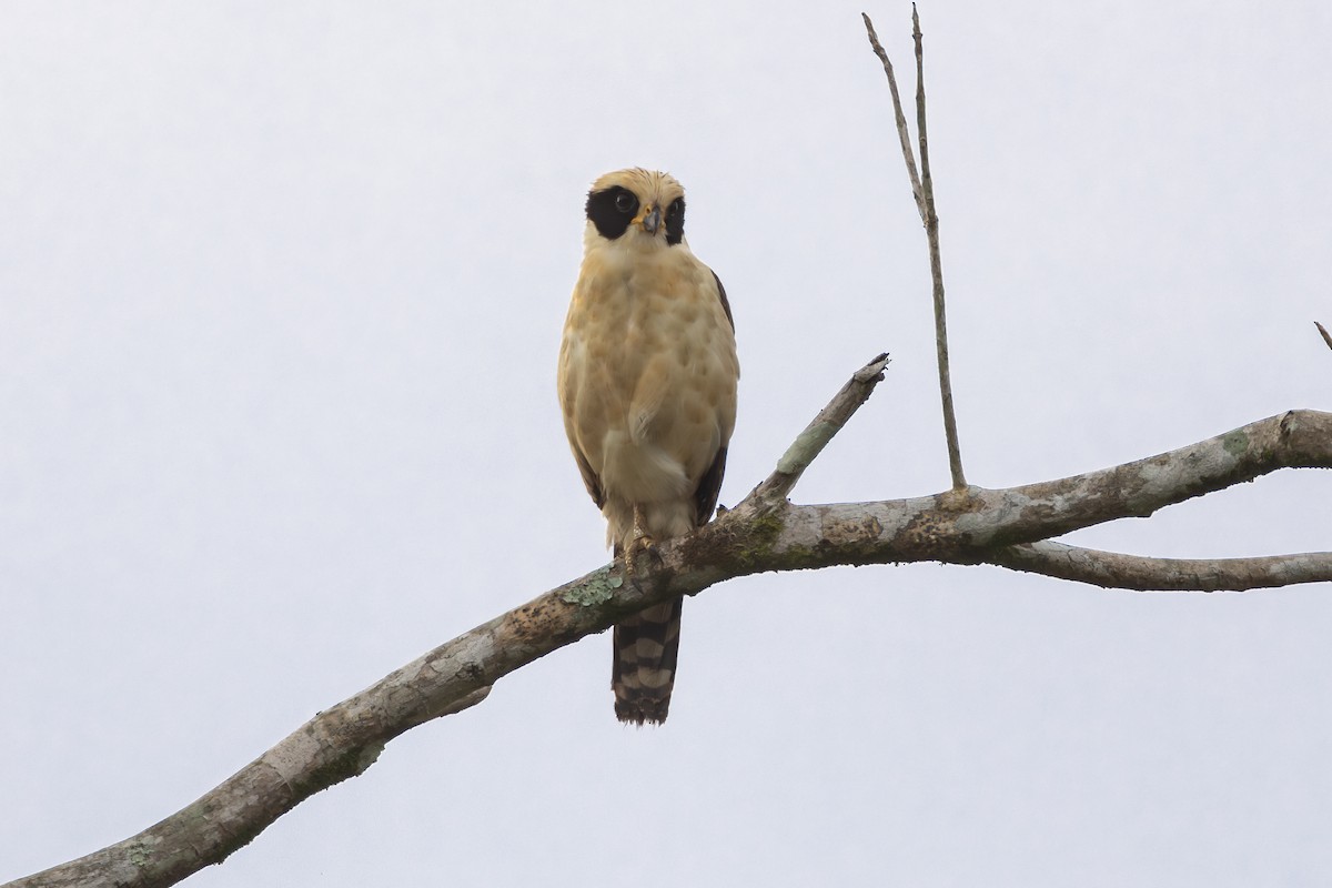 Laughing Falcon - Brian  Faulkner