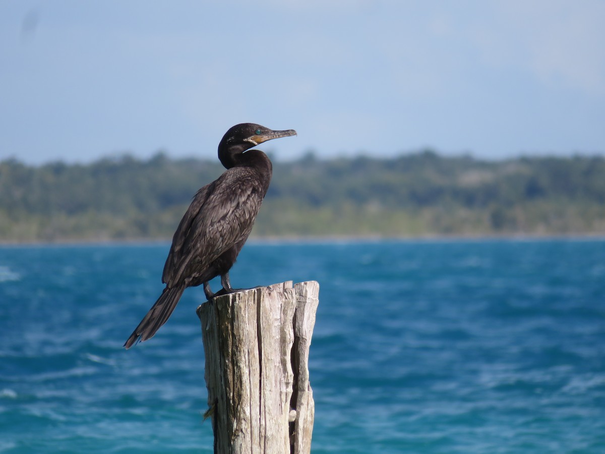 Neotropic Cormorant - ML614864027