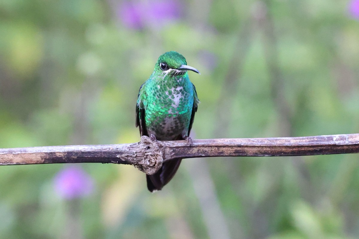 Green-crowned Brilliant - ML614864072