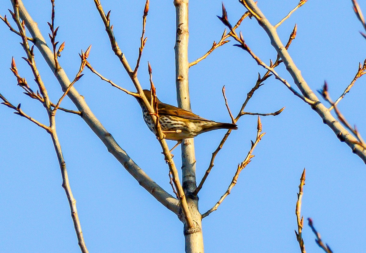 Song Thrush - ML614864098