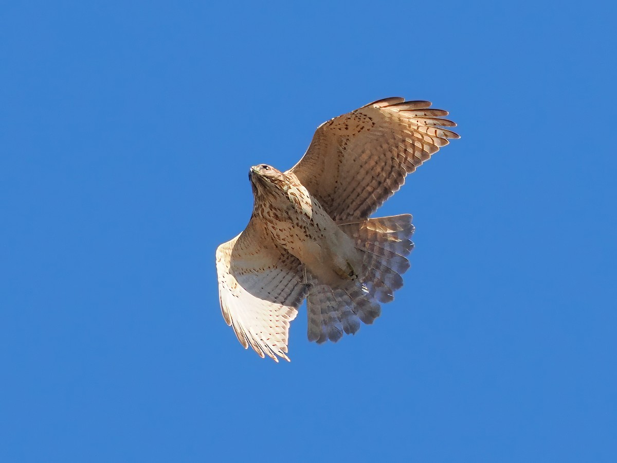 Red-shouldered Hawk - ML614864110