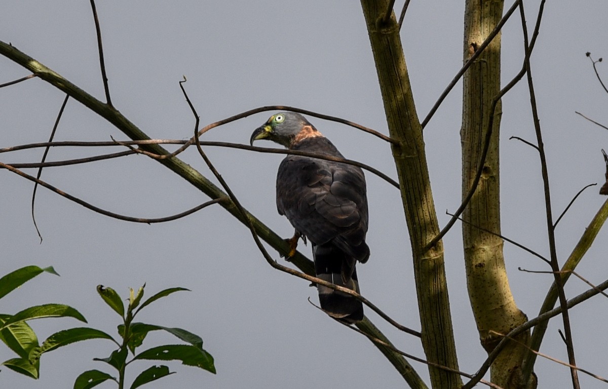 Hook-billed Kite (Hook-billed) - Bruce Wedderburn