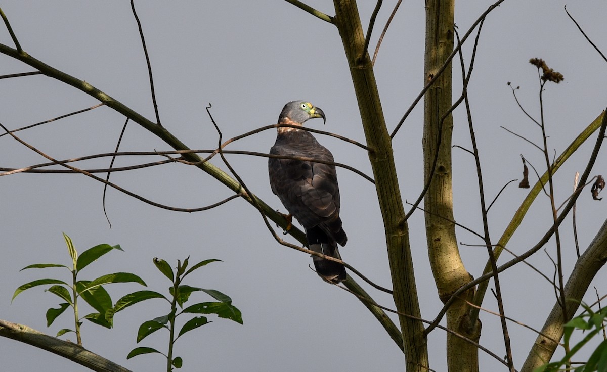 Hook-billed Kite (Hook-billed) - Bruce Wedderburn