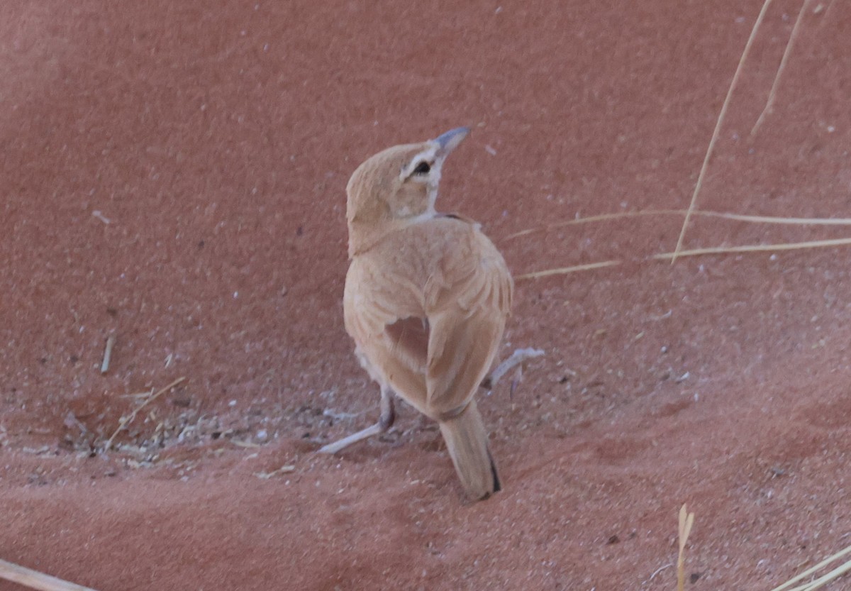 Alouette à dos roux (erythrochlamys) - ML614864186