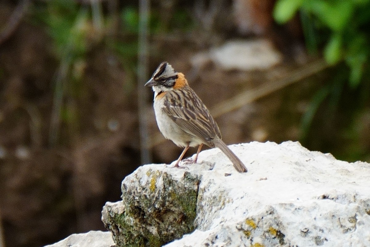 Rufous-collared Sparrow - ML614864195