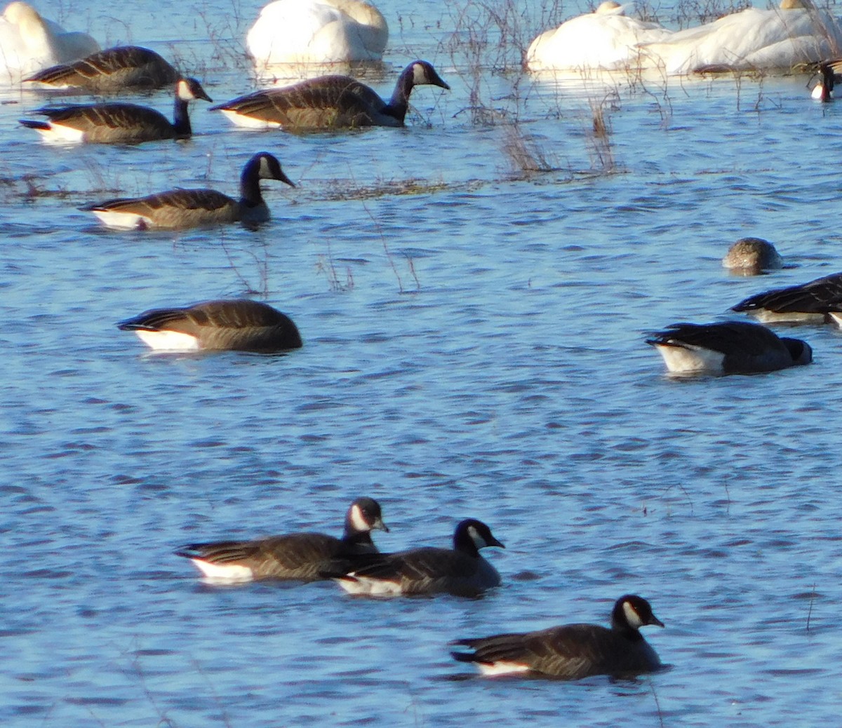 Cackling Goose - ML614864201