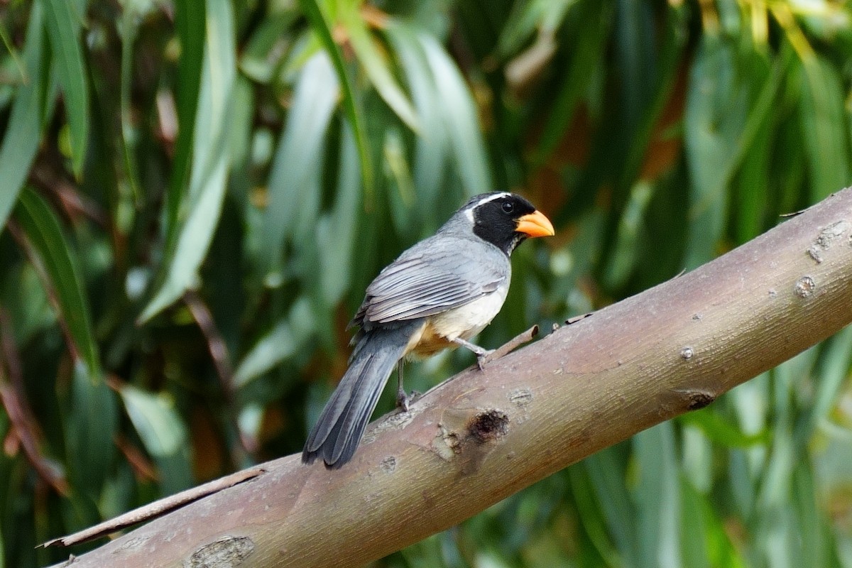 Golden-billed Saltator - John Sanchez