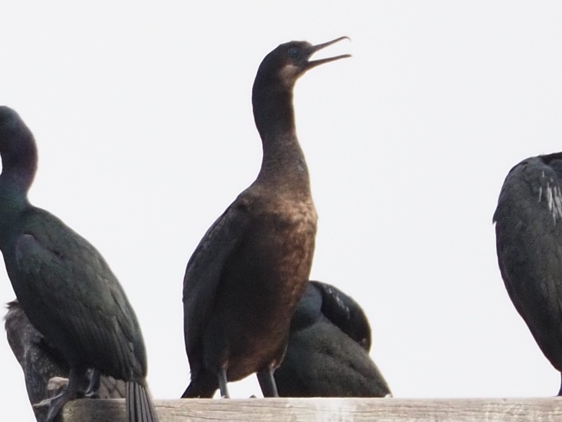 Brandt's Cormorant - ML614864279