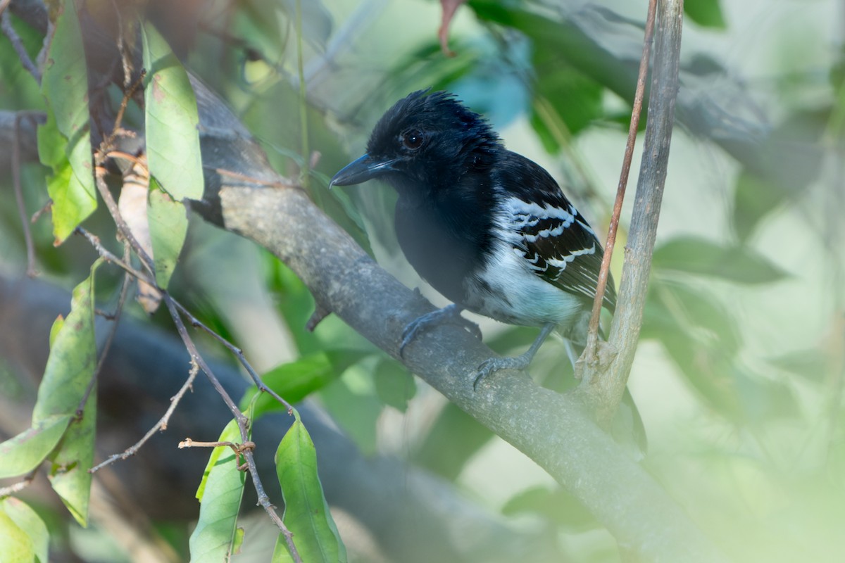 Black-backed Antshrike - ML614864359