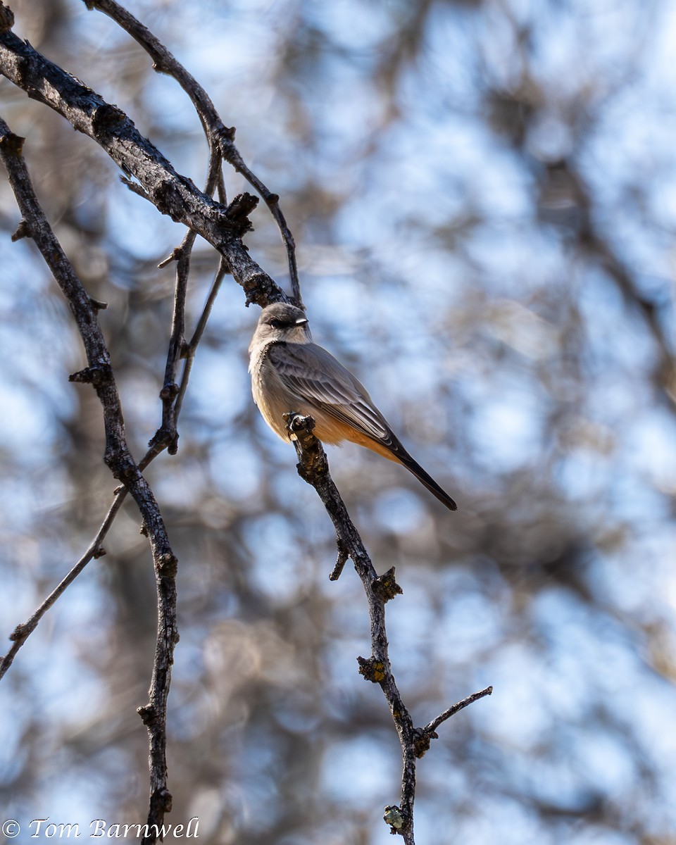 Say's Phoebe - Thomas Barnwell