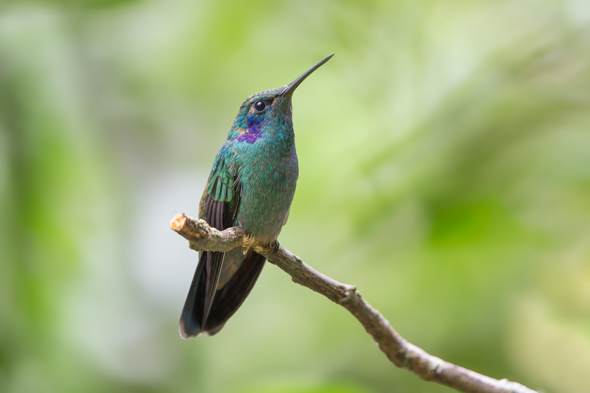 Lesser Violetear - ML614864408