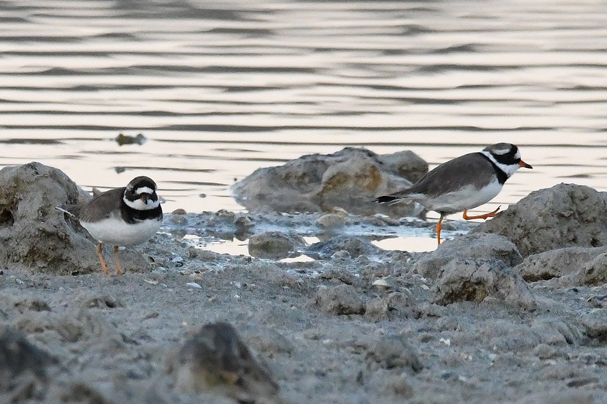Common Ringed Plover - ML614864517