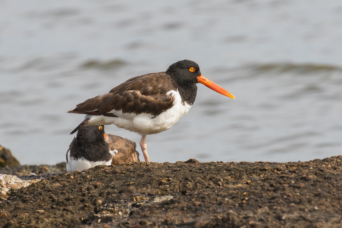 American Oystercatcher - Calvin Seaman