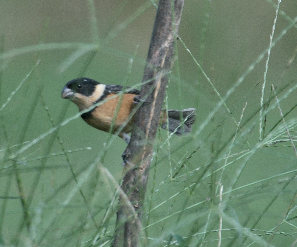 Cinnamon-rumped Seedeater - Mary McGreal