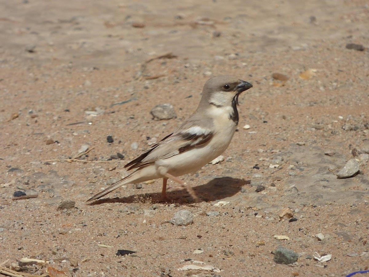 Moineau blanc - ML614864582