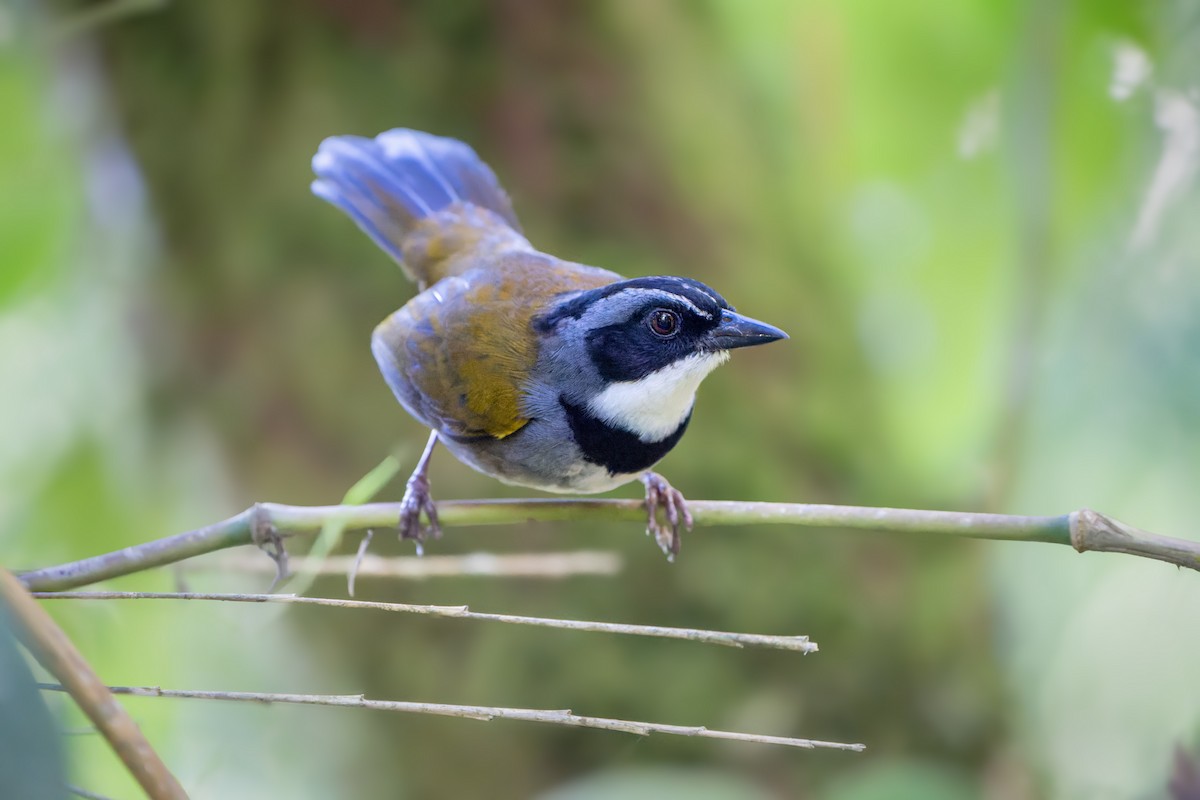 Sierra Nevada Brushfinch - David Pavlik