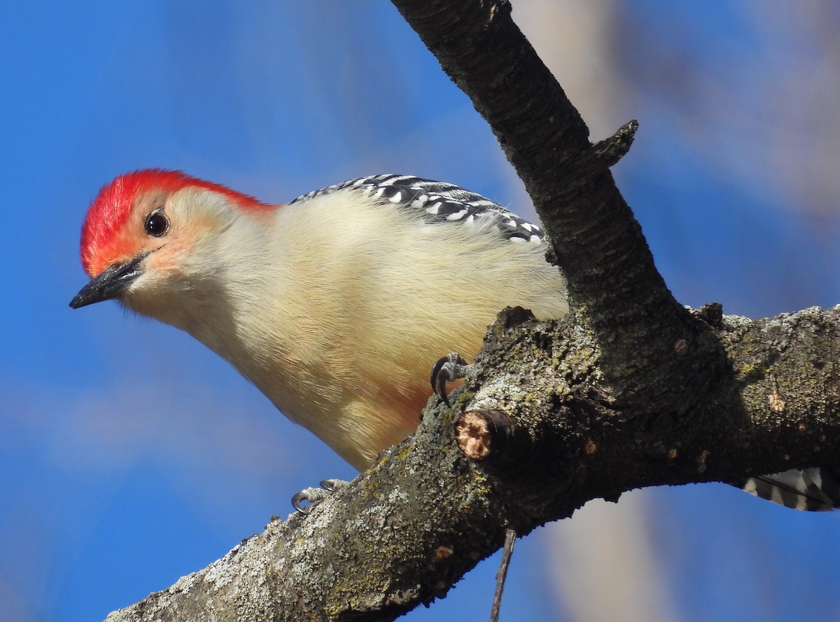 Red-bellied Woodpecker - Matt Tobin