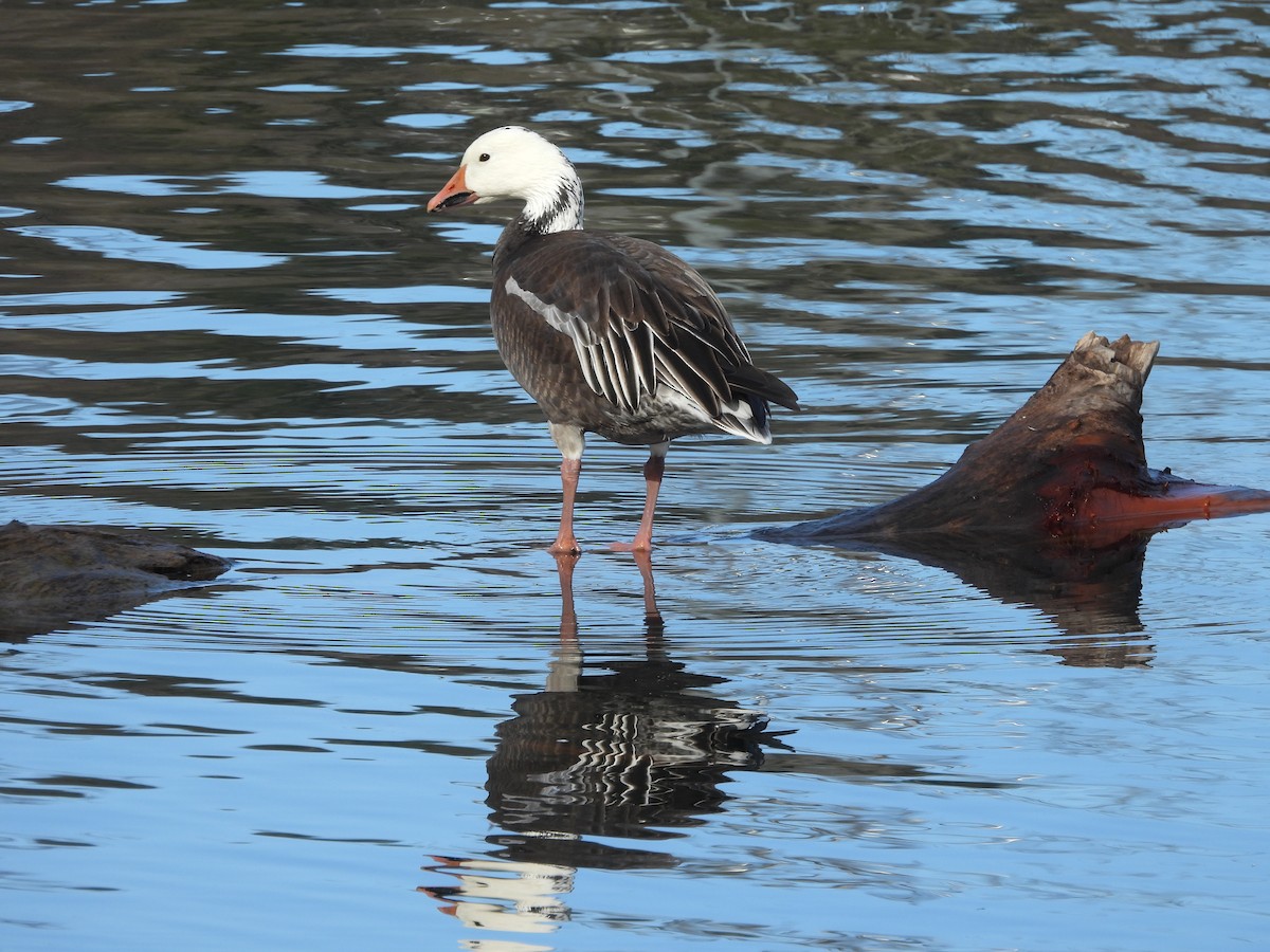 Snow Goose - ML614864697