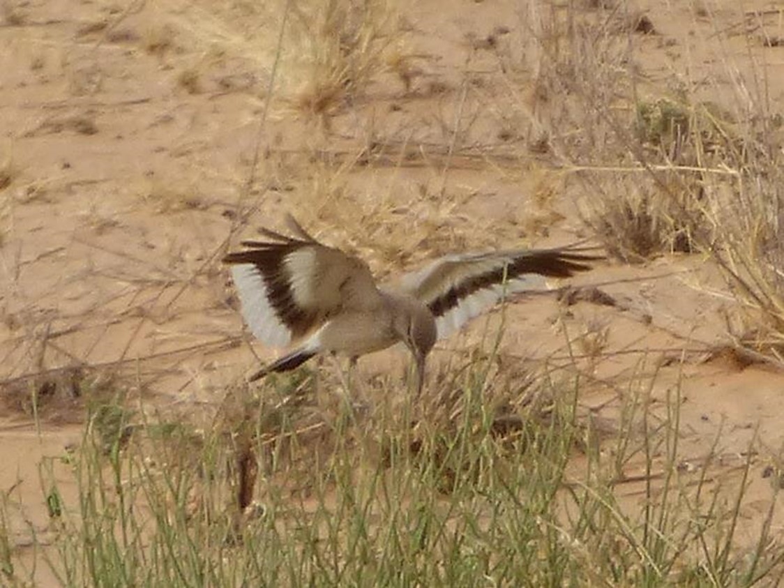 Greater Hoopoe-Lark (Mainland) - ML614864739