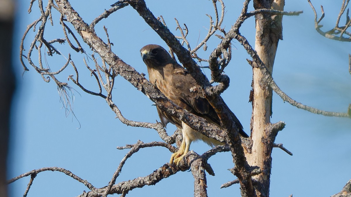 Rotschwanzbussard - ML614864793