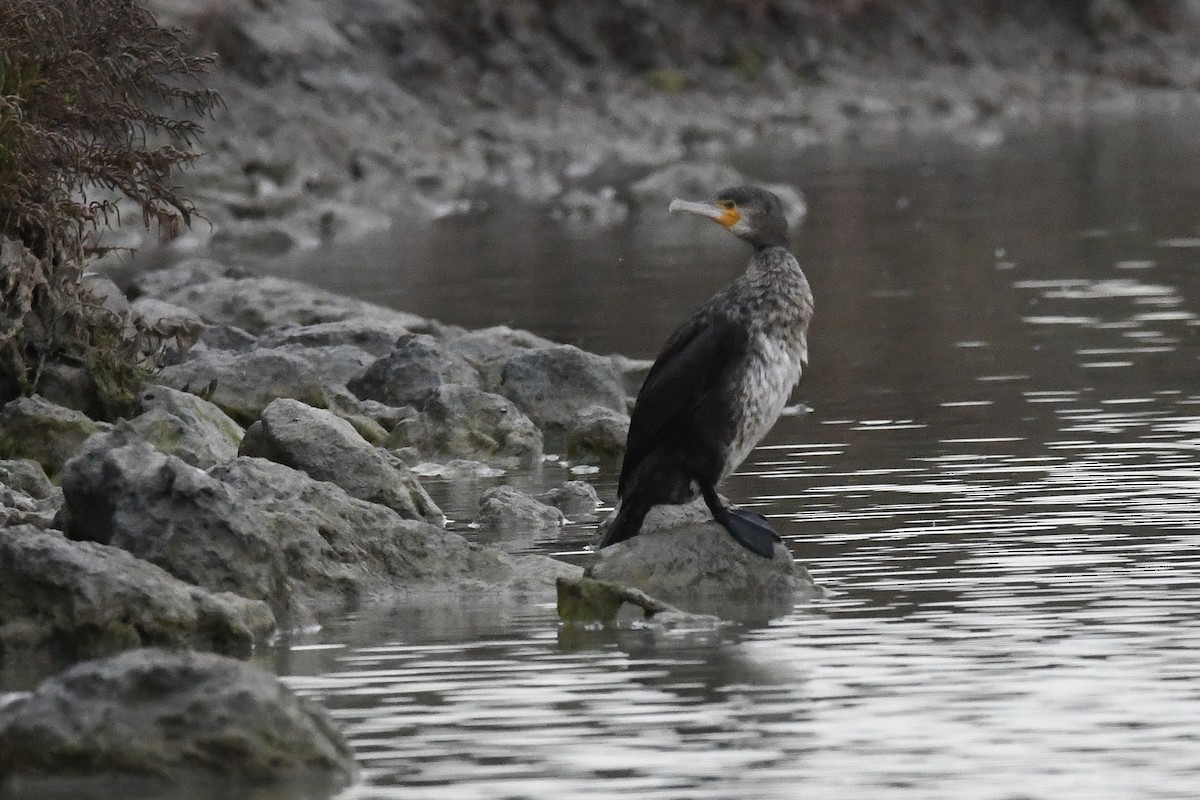 Great Cormorant - ML614864812