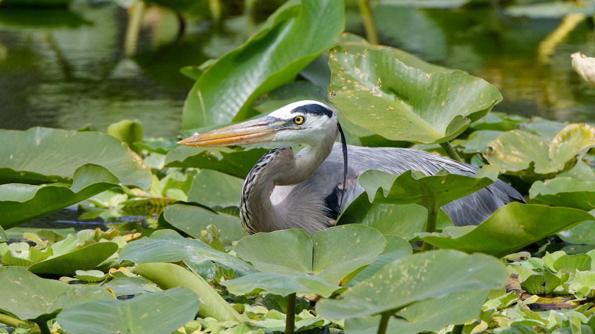 Great Blue Heron - ML614864862