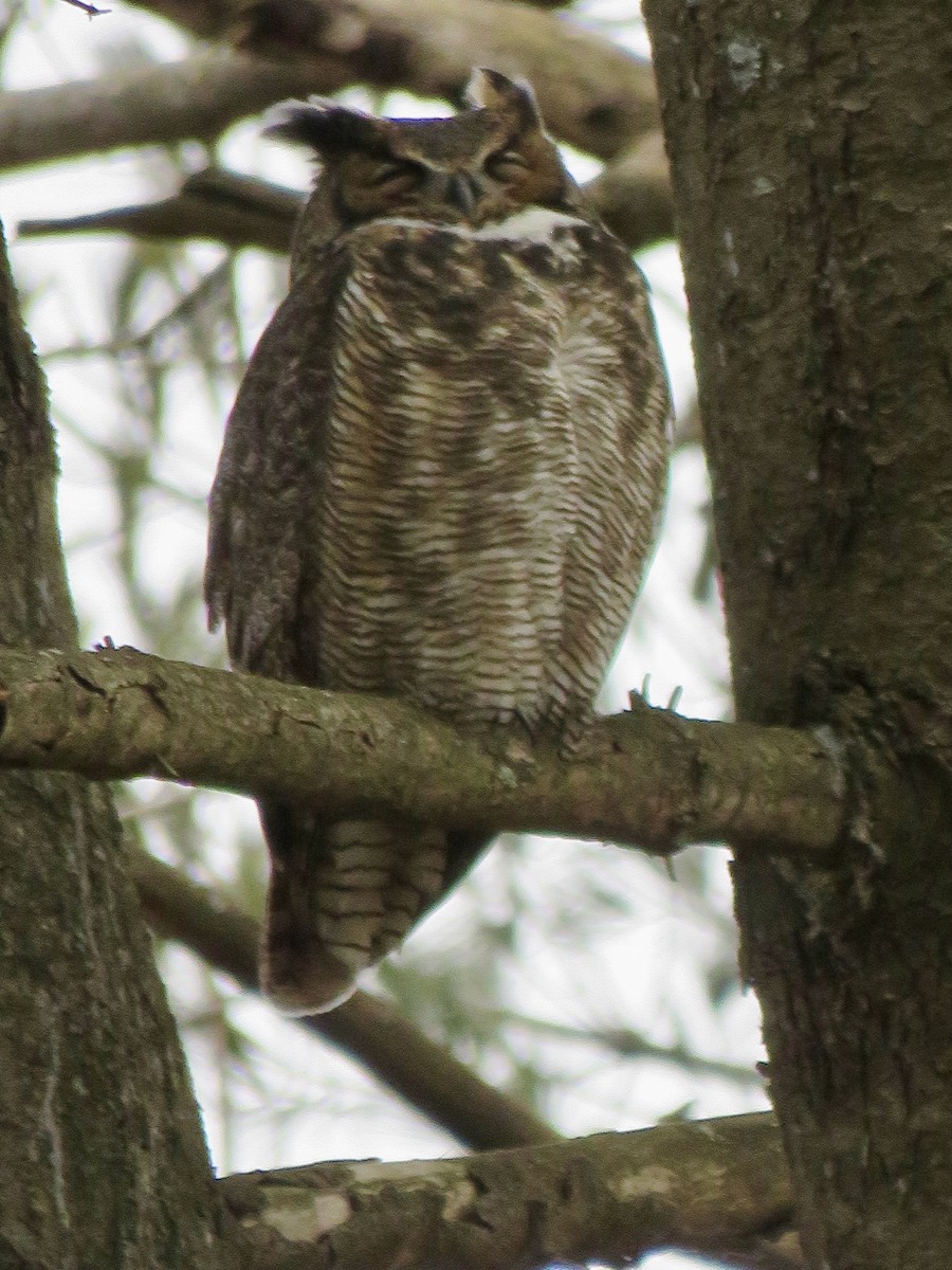 Great Horned Owl - ML614864924
