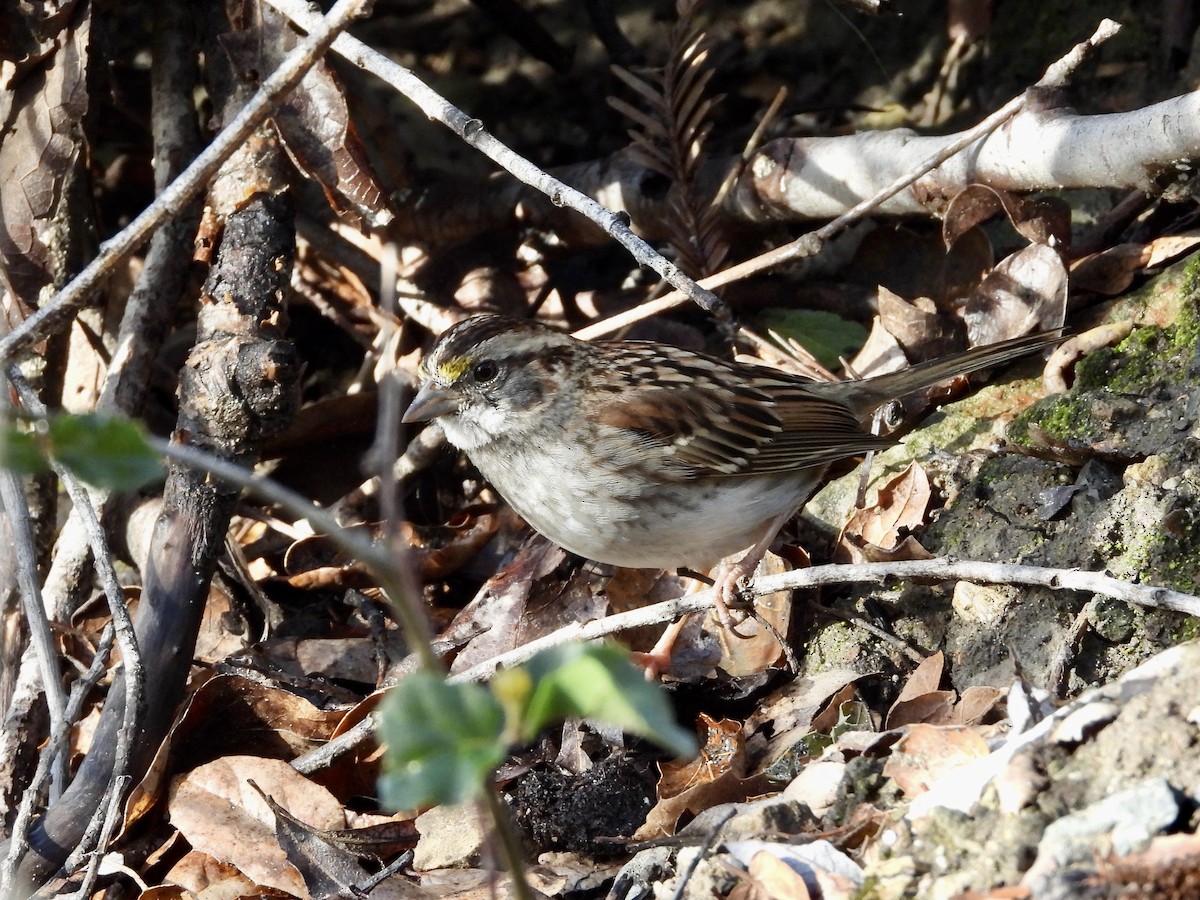 White-throated Sparrow - ML614864967