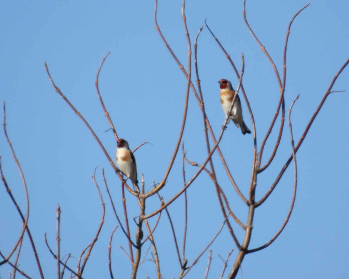 Бор бужирга - ML614864968