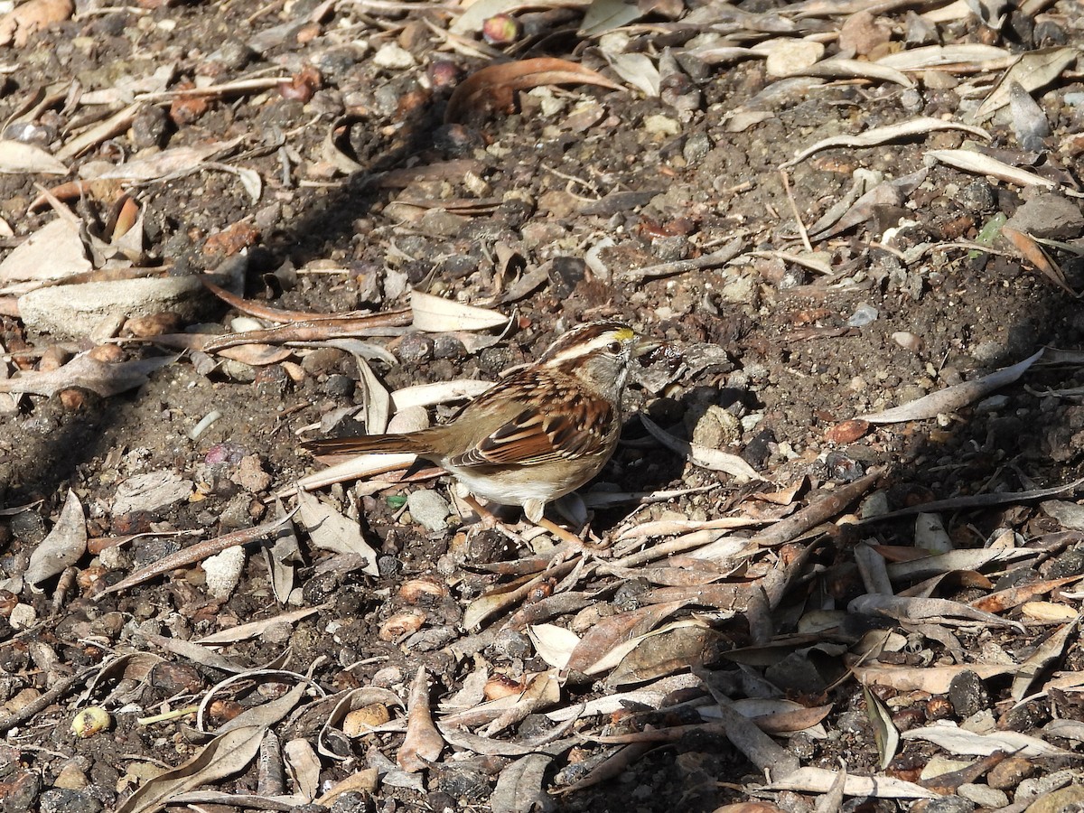 White-throated Sparrow - ML614864982