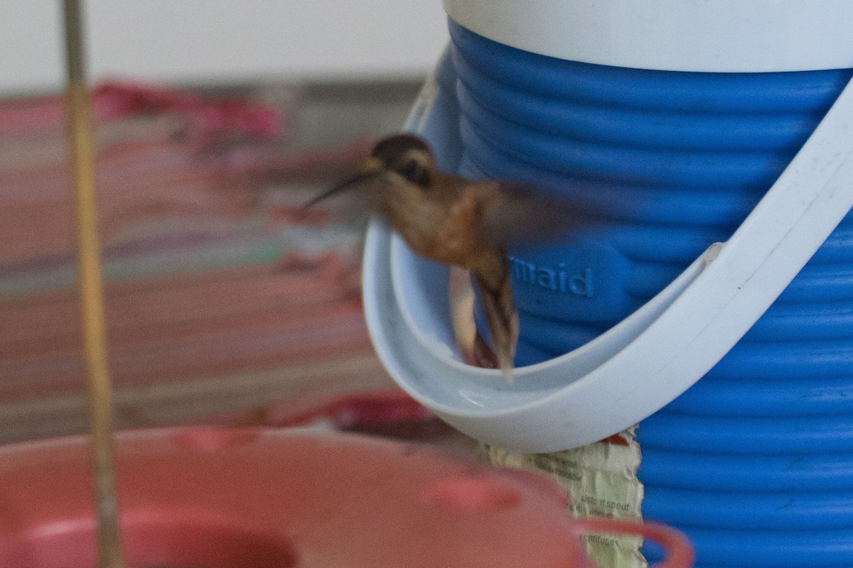 Stripe-throated Hermit - Ken Chamberlain