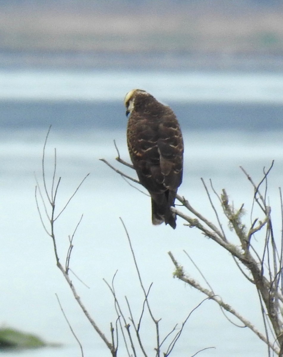 Snail Kite - alice horst