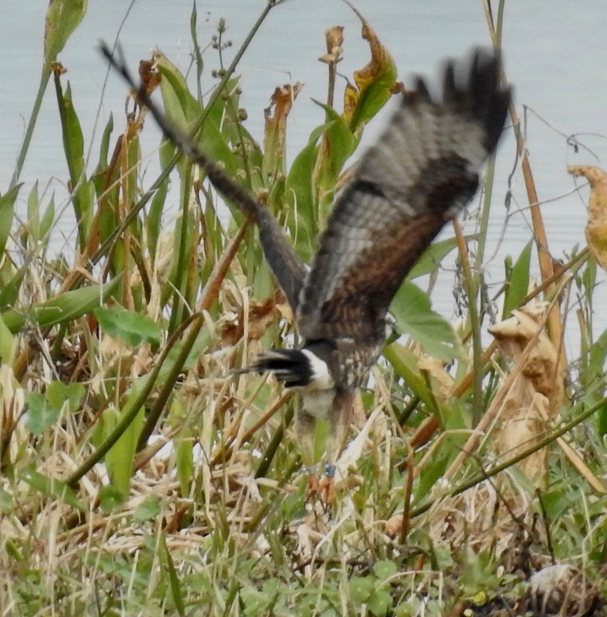 Snail Kite - ML614864995