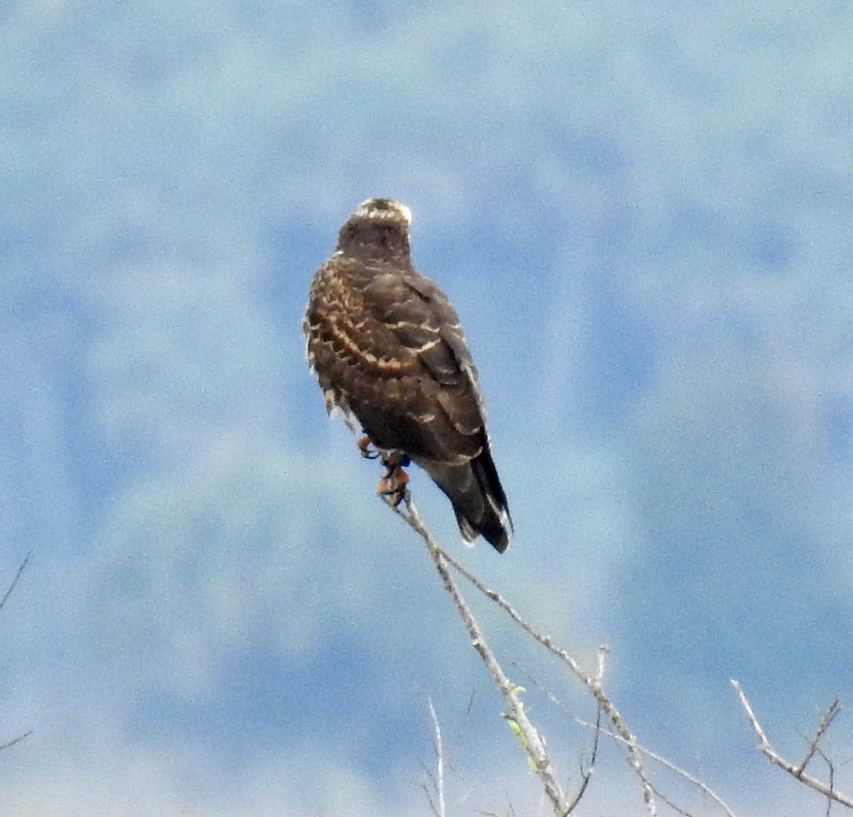 Snail Kite - ML614864996